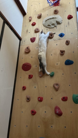 壁をのぼる猫