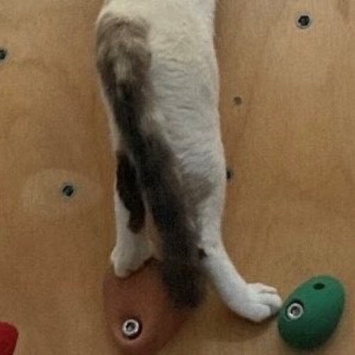 ボルダリングする猫