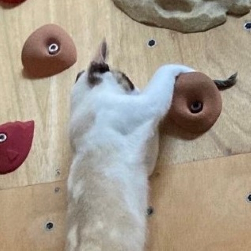 集中する様子の猫