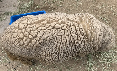 荒れ果てた土地だ…と思ったらもふもふな頭が　ひつじの背中が荒野に見えるライフハックが面白い