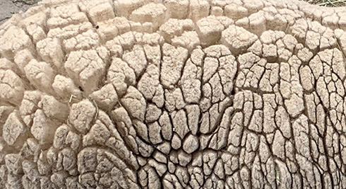 荒れ果てた土地だ…と思ったらもふもふな頭が　ひつじの背中が荒野に見えるライフハックが面白い