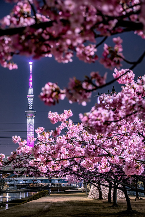 スカイツリーとサクラがコラボした瞬間を撮影　優しく夜空を照らす桃色が美しい