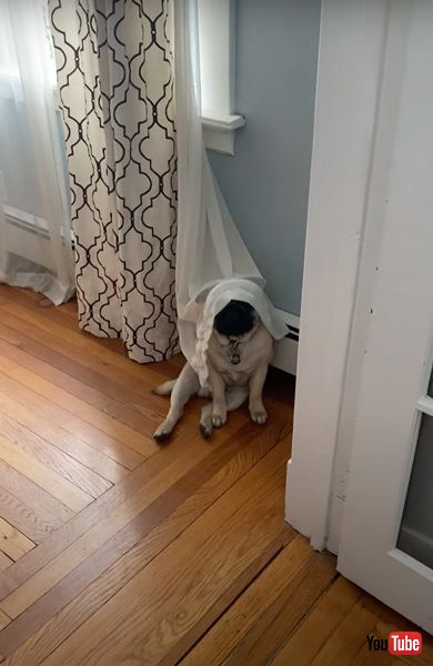 レースカーテンをかぶるパグ犬