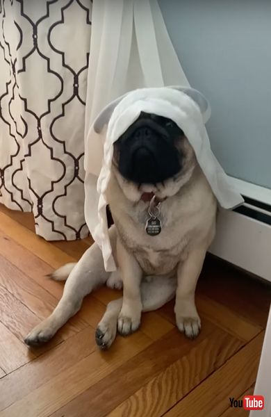 カメラ目線のパグ犬