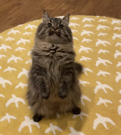 立ってるチロルくん