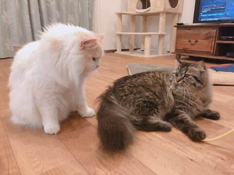 猫じゃらしを巡って無言の対決