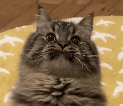 立ってるチロルくんアップ