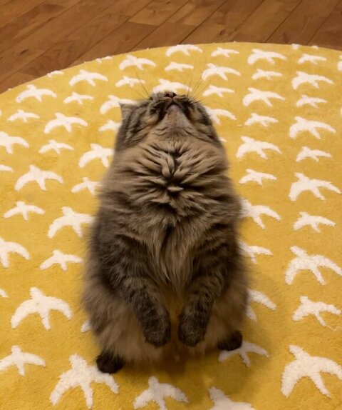 反り返るチロルくん