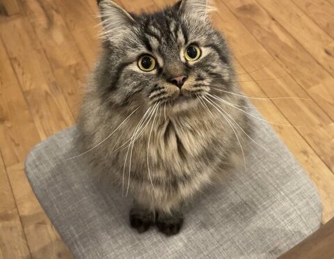 座ってるチロルくん