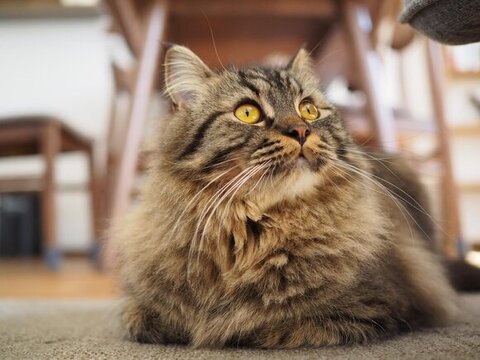 何かを見てるチロルくん