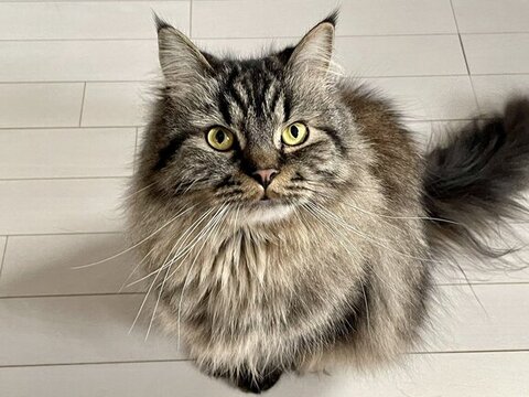 キリっとしているチロルくん