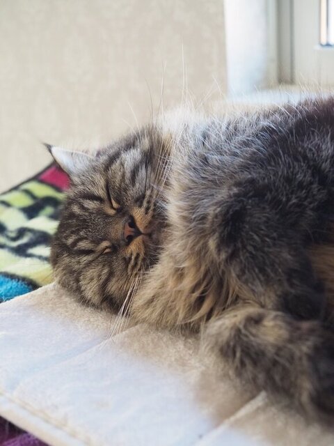 寝てるチロルくん