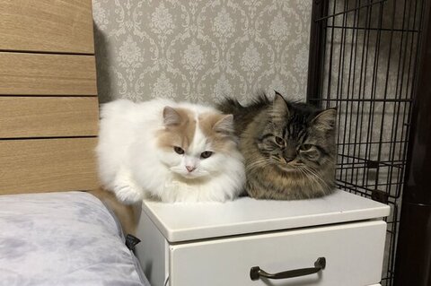 台の上に並んで丸まってる2匹