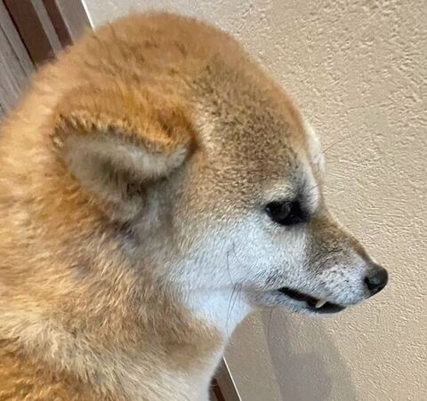 怒ってるすずちゃんアップ