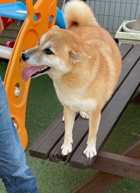 舌をだしてるすずちゃん