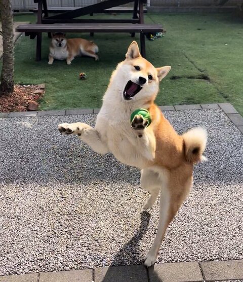 ボールみて飛んでるすずちゃん