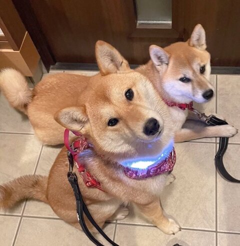 玄関前で待機のふたり