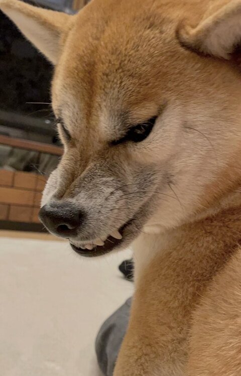 激おこのすずちゃん