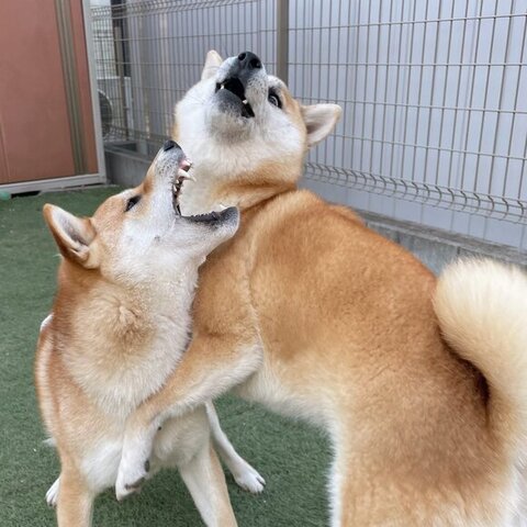 じゃれあうふたり