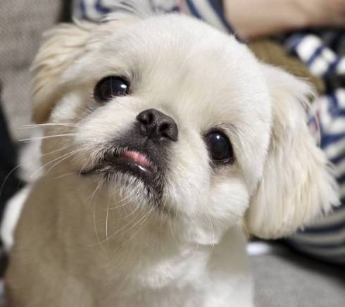 真剣な表情のワンコ