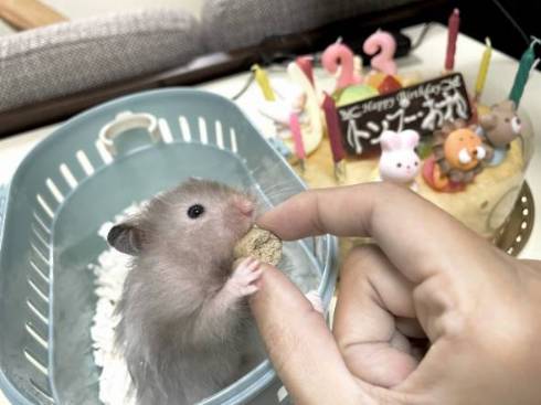 ハムスターと飼い主