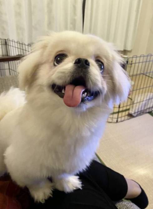 きらきらした表情のペキニーズ