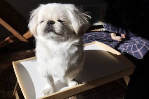 太陽の光をあびるムーチョ