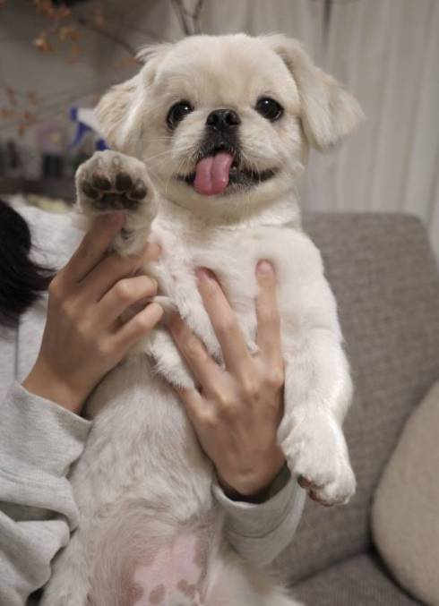 トリミングされたワンコ