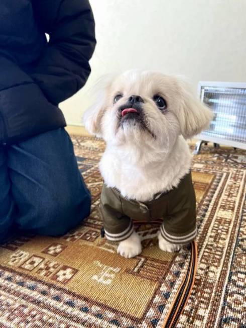 明るい表情のワンコ