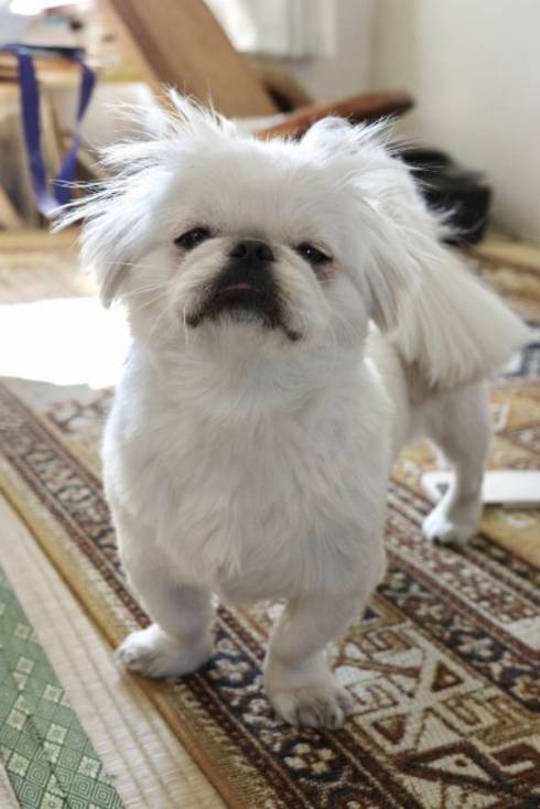 寝起きのムーチョ