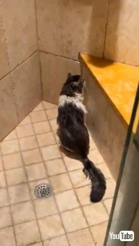 シャワーを浴びる猫