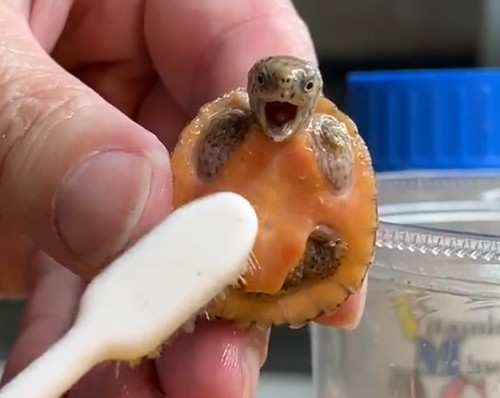 コチョコチョされるカメさん正面