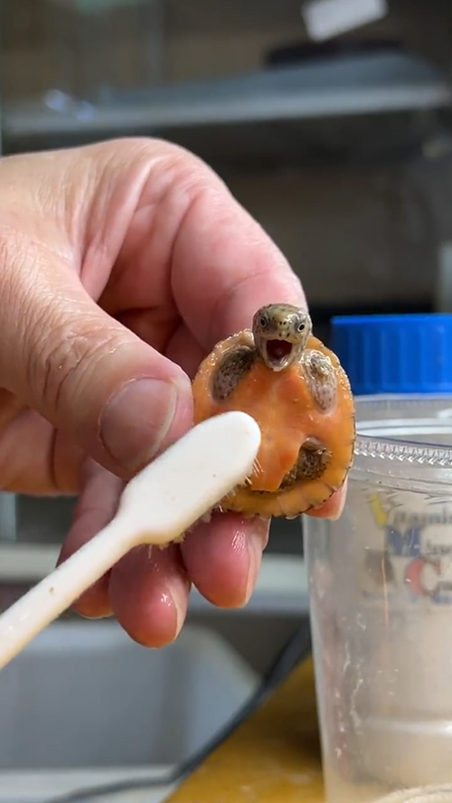 コチョコチョされるカメさん正面