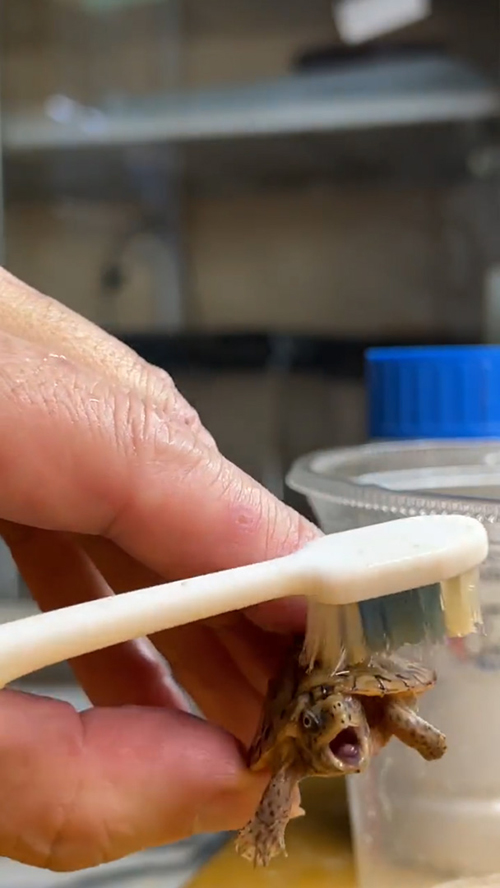 背中をコチョコチョされるカメさん