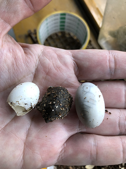 生まれたてのカメさん