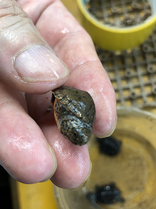 つままれたカメさん