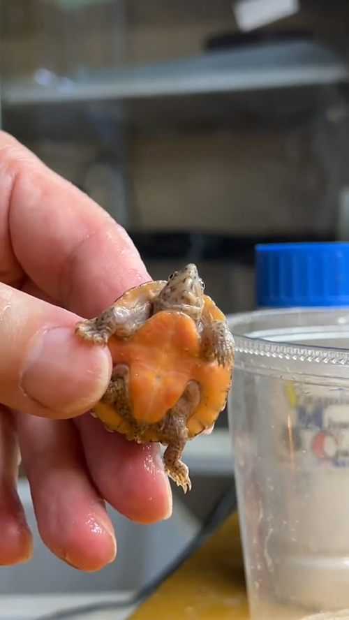 お手入れ完了カメさん