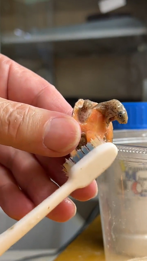 コチョコチョされるカメさん右下