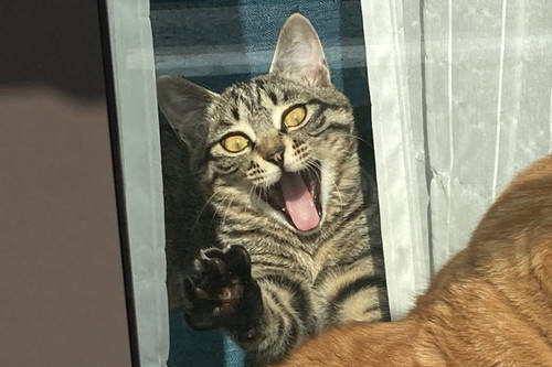 あおるつむぎくんのアップ