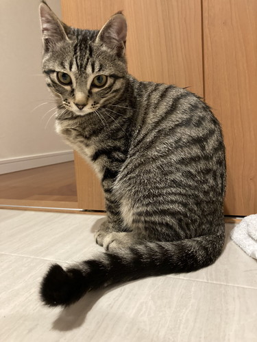 キメ顔のつむぎくん