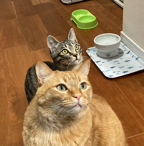 ゴハンを待つすずくんとつむぎくん