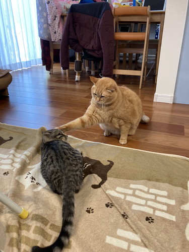 すずくんとつむぎくん