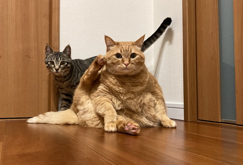 猫パンチするすずくんとつむぎくん