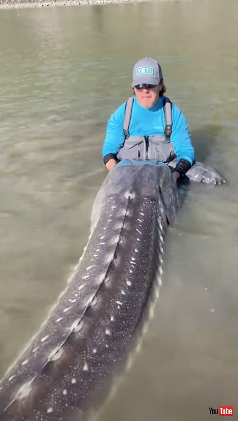 偶然釣り上げられた人よりでっかい魚　推定100歳のチョウザメ動画の迫力がすごい