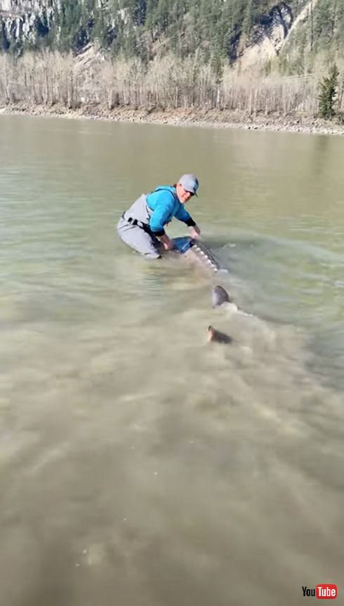 偶然釣り上げられた人よりでっかい魚　推定100歳のチョウザメ動画の迫力がすごい