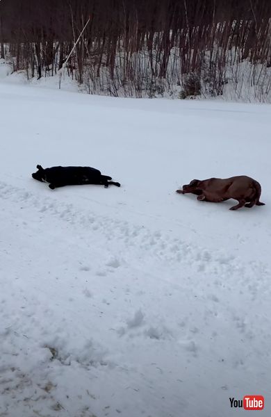 雪の坂道を滑るワンコたち