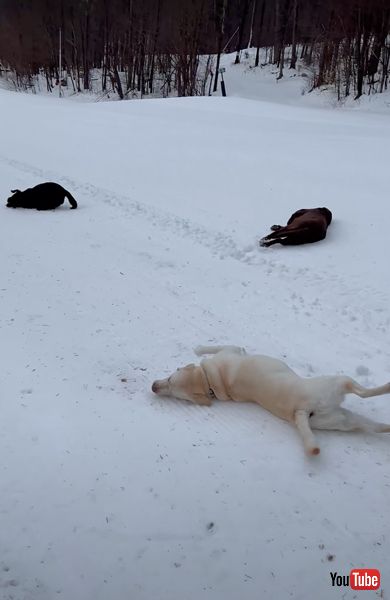 雪の坂道を滑るワンコたち