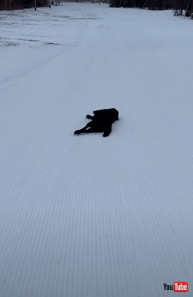 雪の坂道を滑るワンコたち