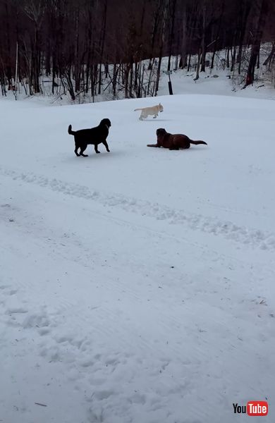 雪の坂道を滑るワンコたち