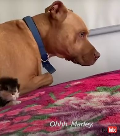 子猫を怖がるワンコが子猫と仲良くなるまで